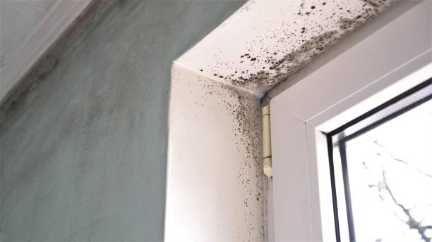 Best Toxic Mold Removal  in Makakilo, HI