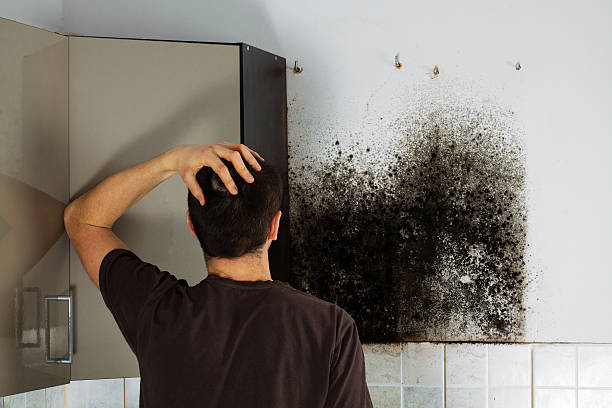 Best Professional Mold Removal  in Makakilo, HI